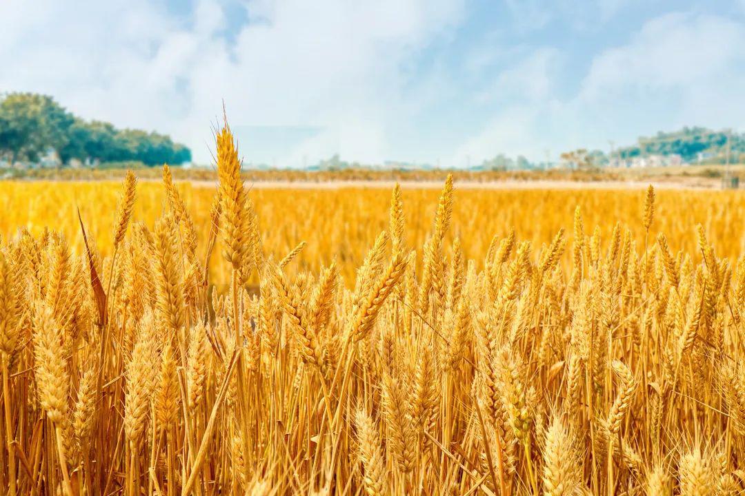 欧洲小麦市场：中国需求强劲，法国港口小麦价格上涨